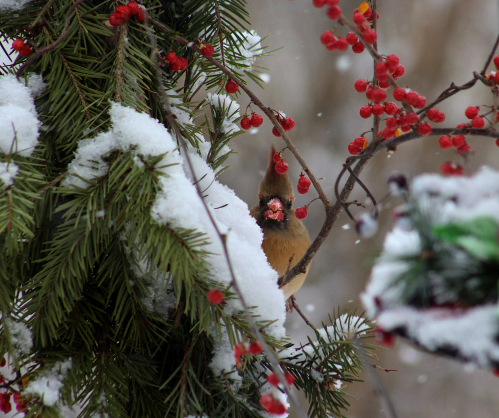Female cardinal perched on a snowy pine bough. American bittersweet vine growing through the tree.
