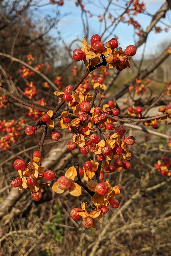 Closeup of oriental bittersweet berries.