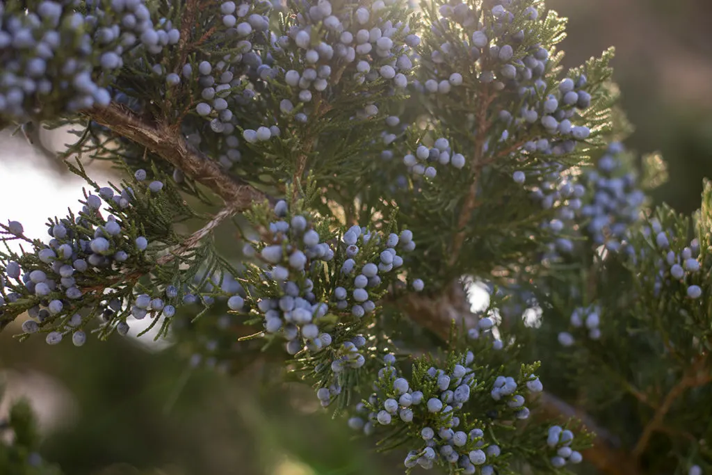 Close-up of eastern red cedar berries, a good option for decorating with wild Christmas plants.