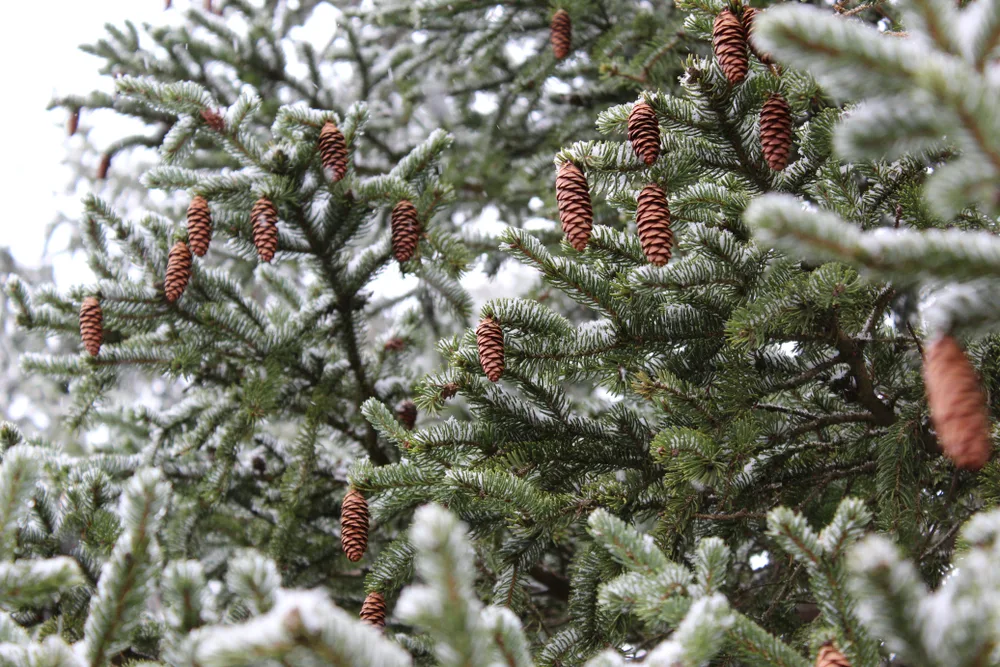 Evergreen boughs and pine cones dusted with snow.