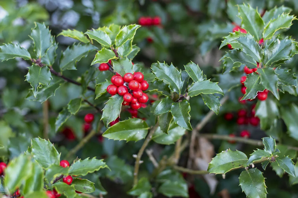 Close-up of holly berries and leaves. Holly is a wild Christmas plant.
