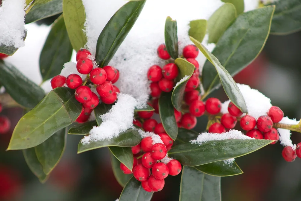 Close-up of holly berries covered in snow.