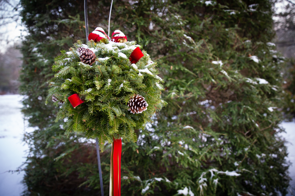  an evergreen kissing ball hangs in front of a large pine tree outside in the snow.