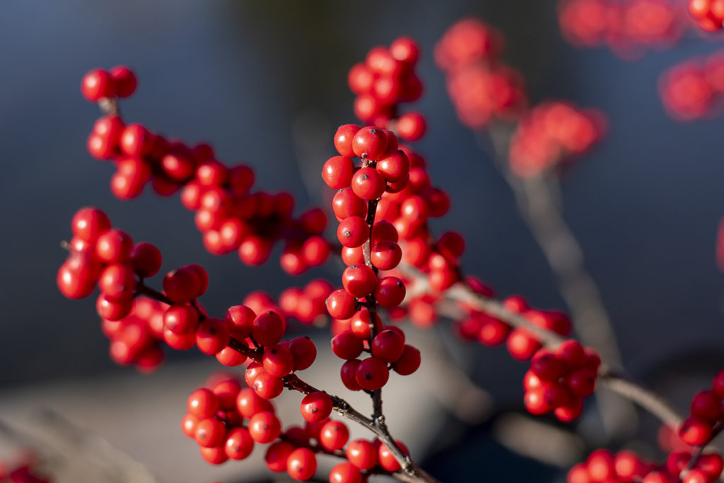 Close-up photo of winterberries.