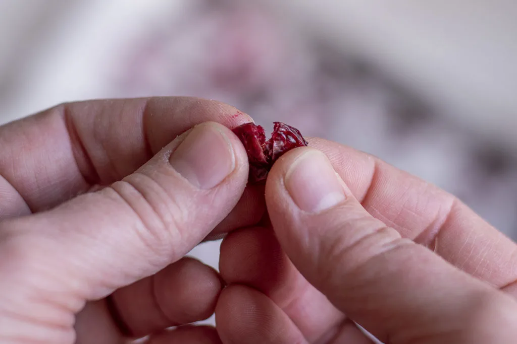 A close up of hands demonstrating how to test dried cranberries for doneness by tearing the cranberry in half.
