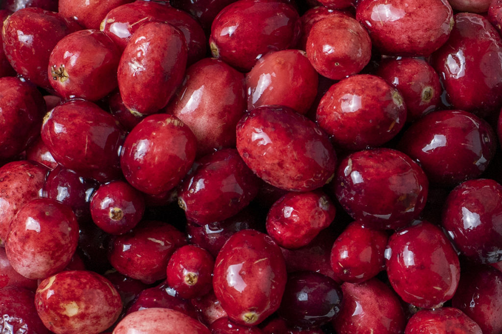A close up up fresh cranberries that have just been washed.