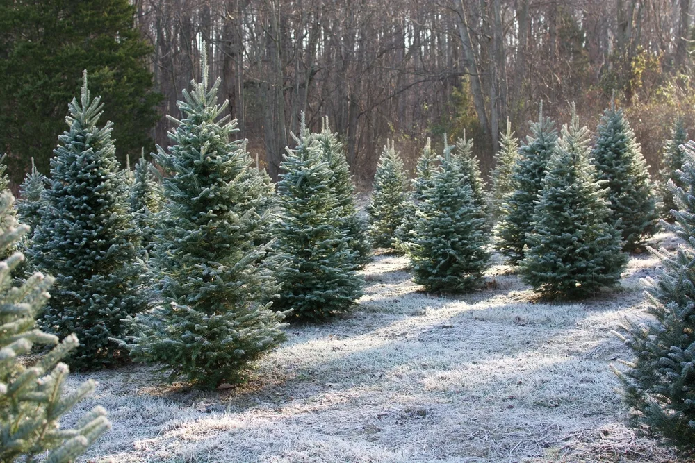 A field of fir trees covered in frost.