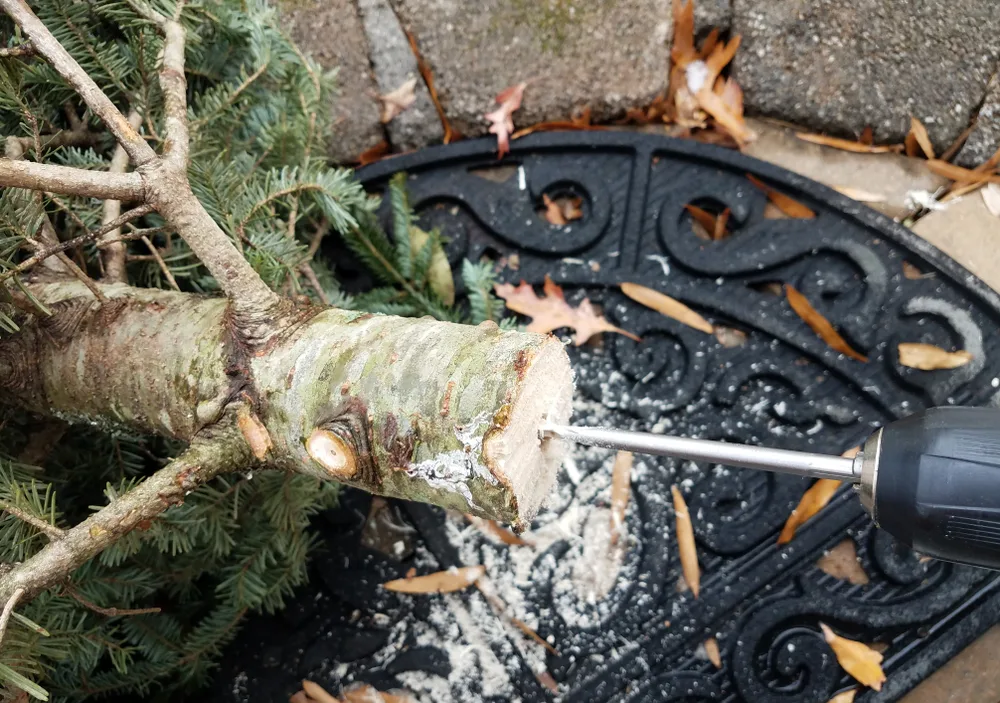 Someone is drilling a hole in the bottom of a Christmas tree trunk with a cordless drill.