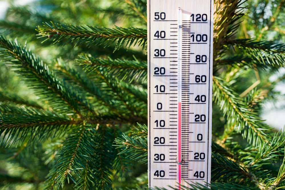 A thermometer resting on the branches of a Christmas tree.
