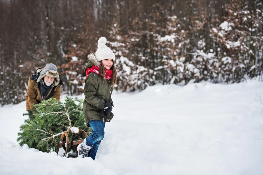 A young girl dressed in winter clothes pulls a sled with a freshly cut Christmas tree on it through the snow. And older man dressed in winter clothes pushes the sled from behind.