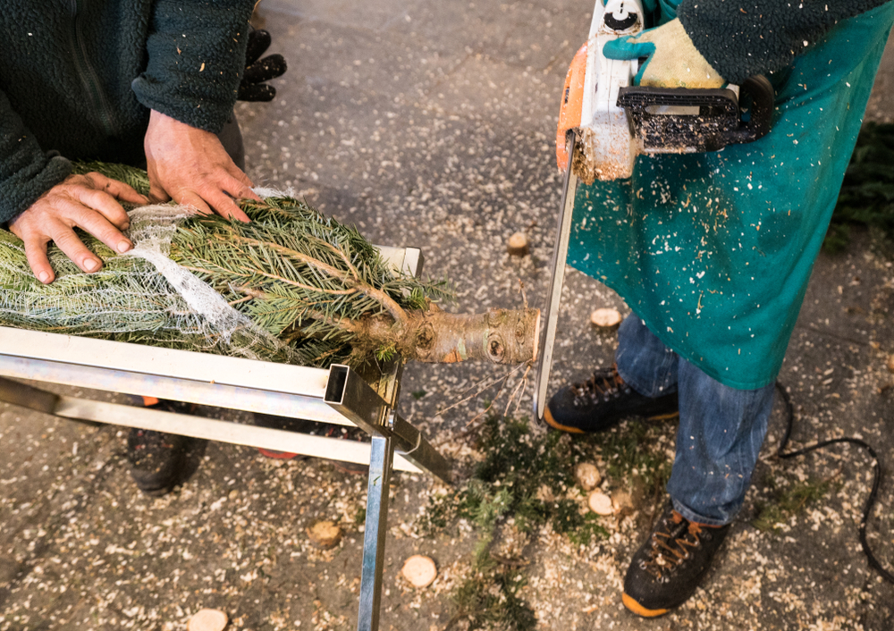 One man holds a bailed Christmas tree in a saw horse while another man cuts the trunk with a chainsaw.
