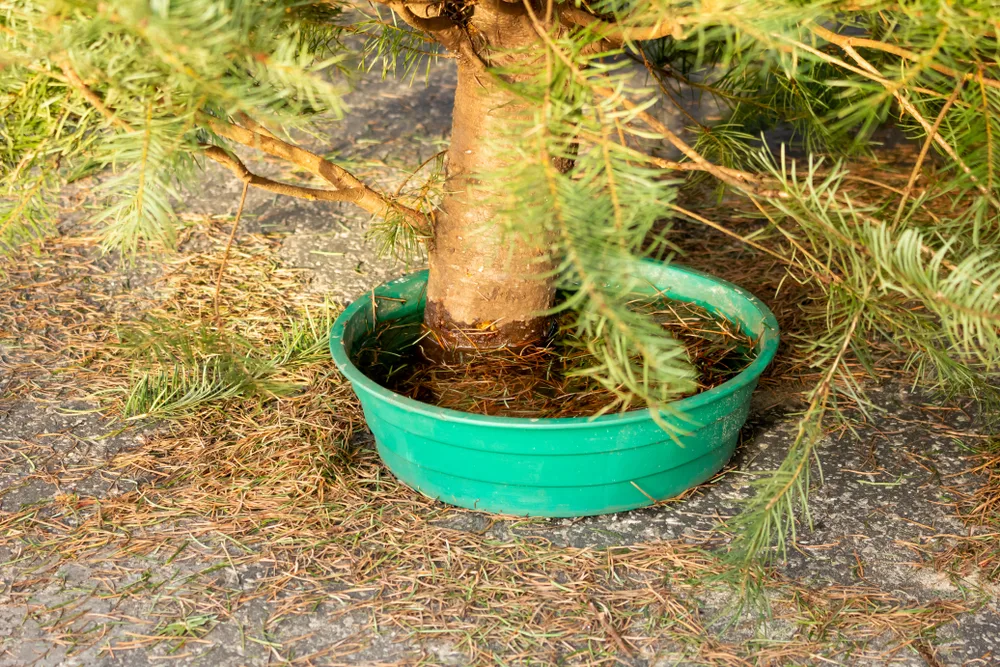 Christmas tree in a bucket of water on the ground outside.