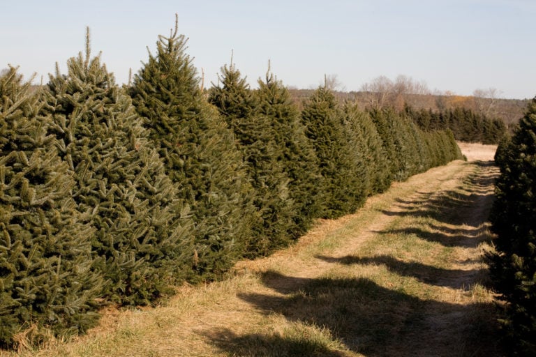 How to Grow a Christmas Tree From Seed