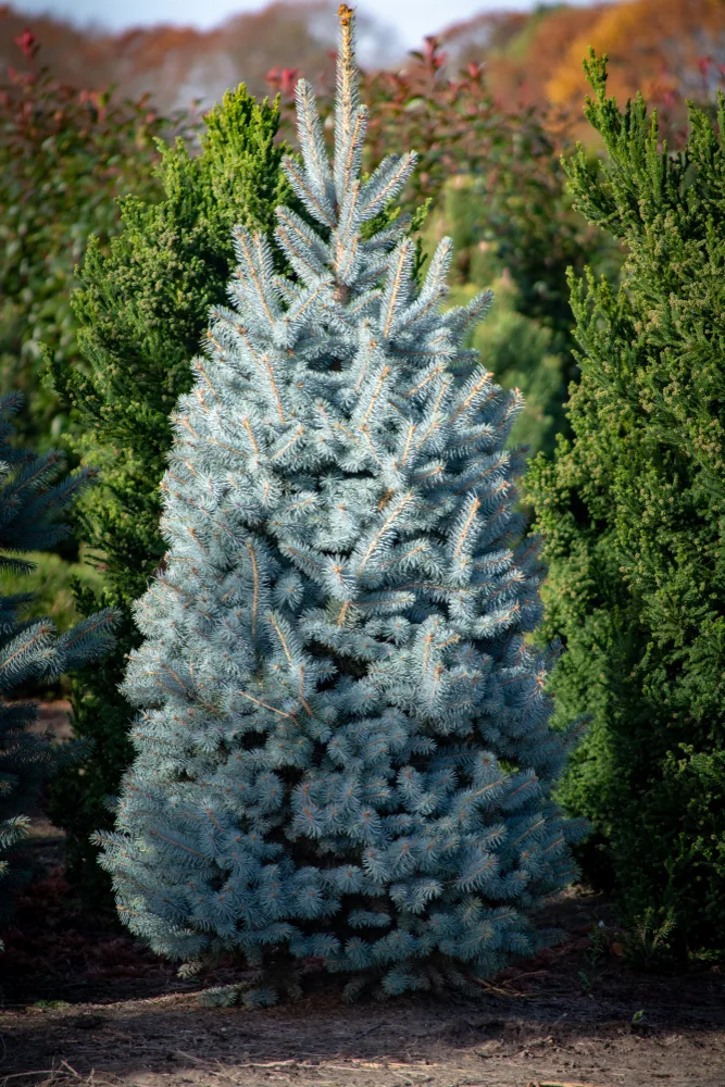 A Colorado blue spruce.