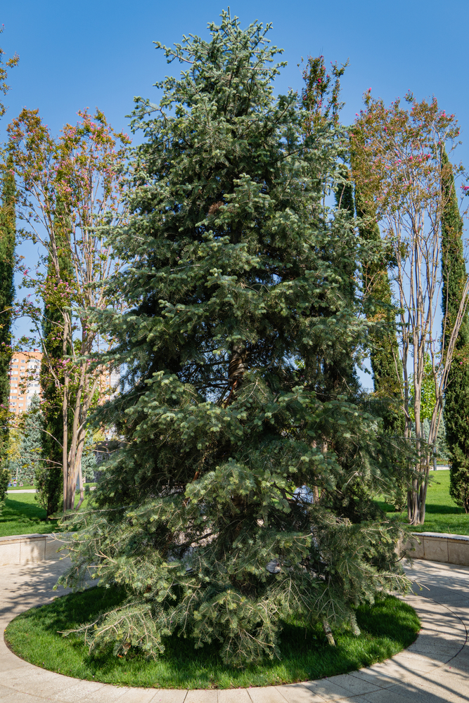 A large concolor fir growing in a park.
