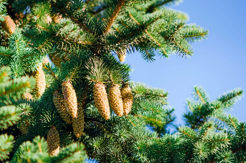 An evergreen branch laden with cones.
