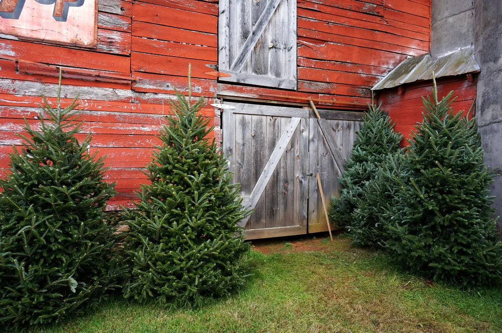 Several fraser firs are cut and leaning next to a barn.