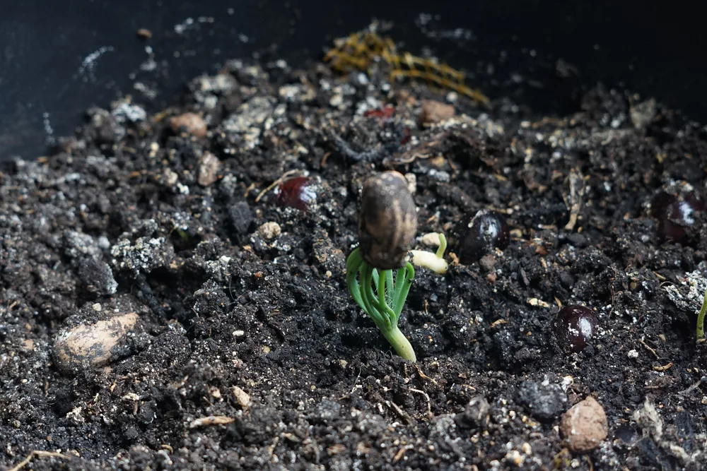 A pine tree seed has germinated in soil, it will be grow into a Christmas tree.