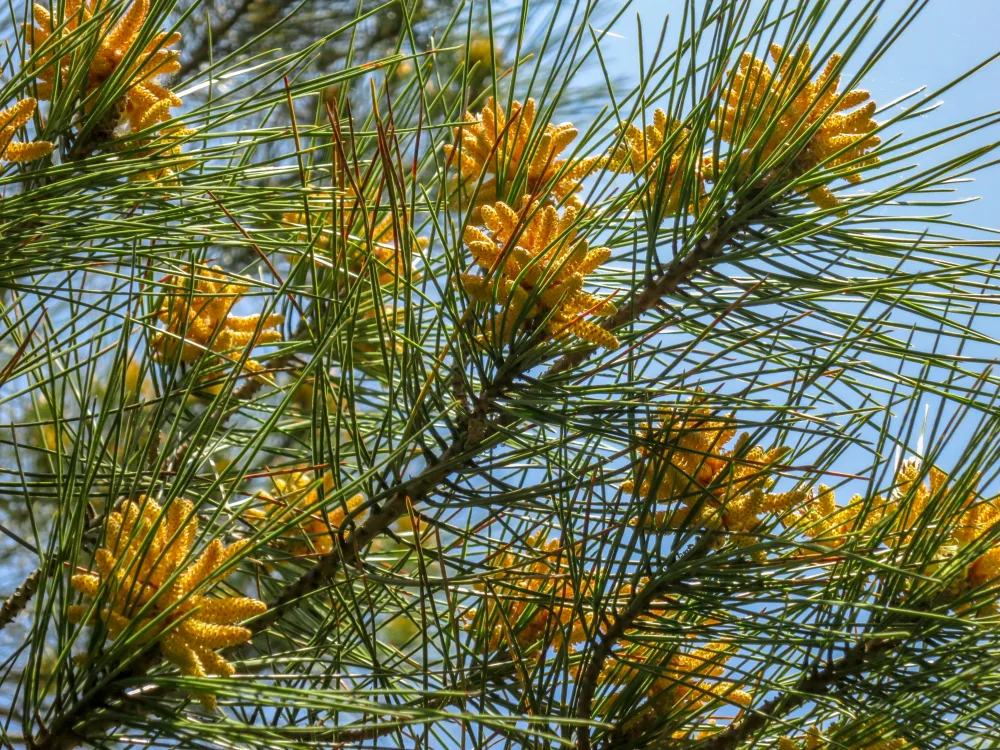 Pine tree with male cones in the spring.