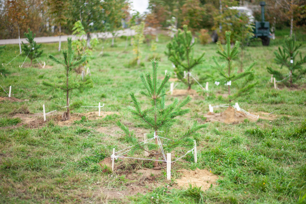 Several evergreen saplings staked and tied.