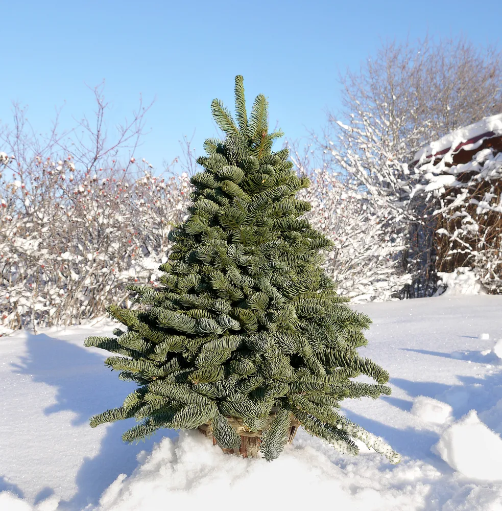 A small noble fir tree grows in the snow.