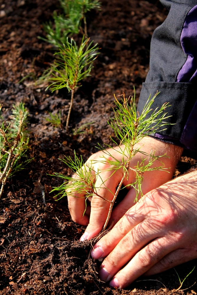 Someone's hands are shown planting a pine sapling.