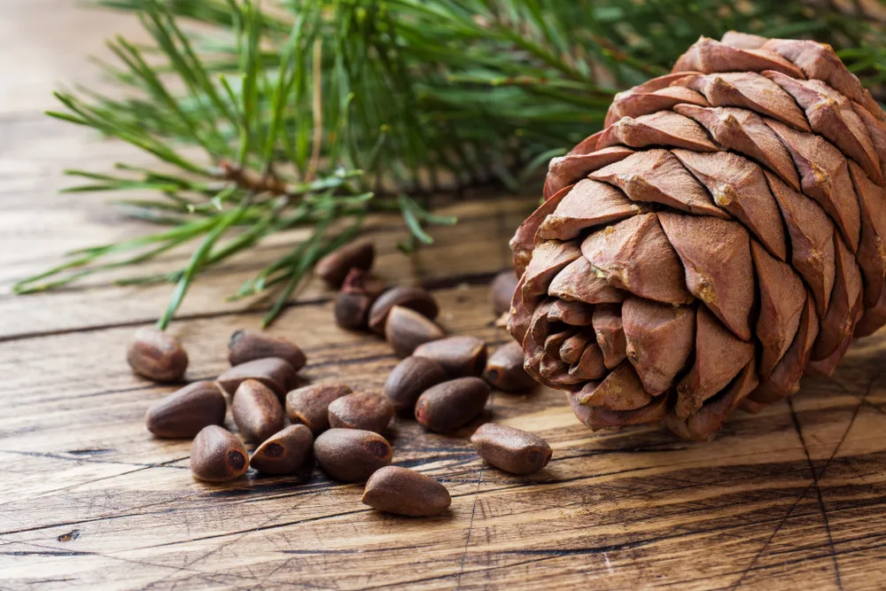 Pine seeds next to a pine cone and pine needles.