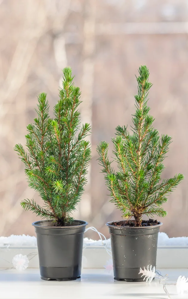 Two pine saplings in nursery pots sit on a sunny windowsill.