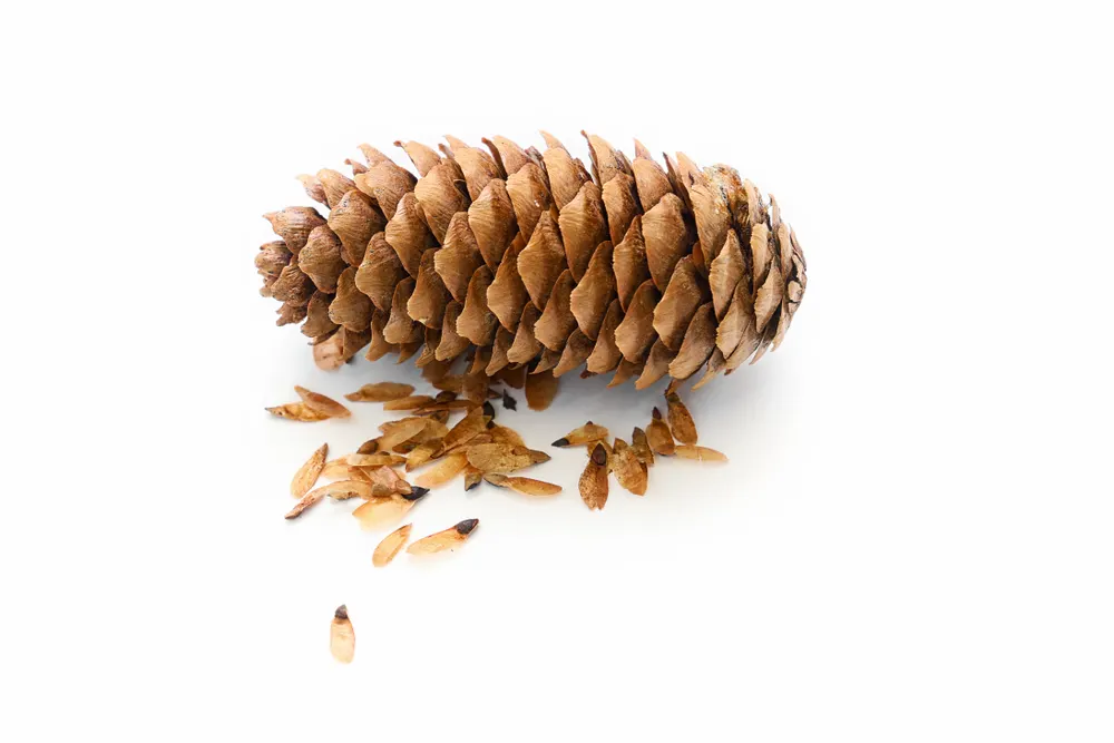 A close-up photo of an evergreen cone and the seeds need to grow a Christmas tree.