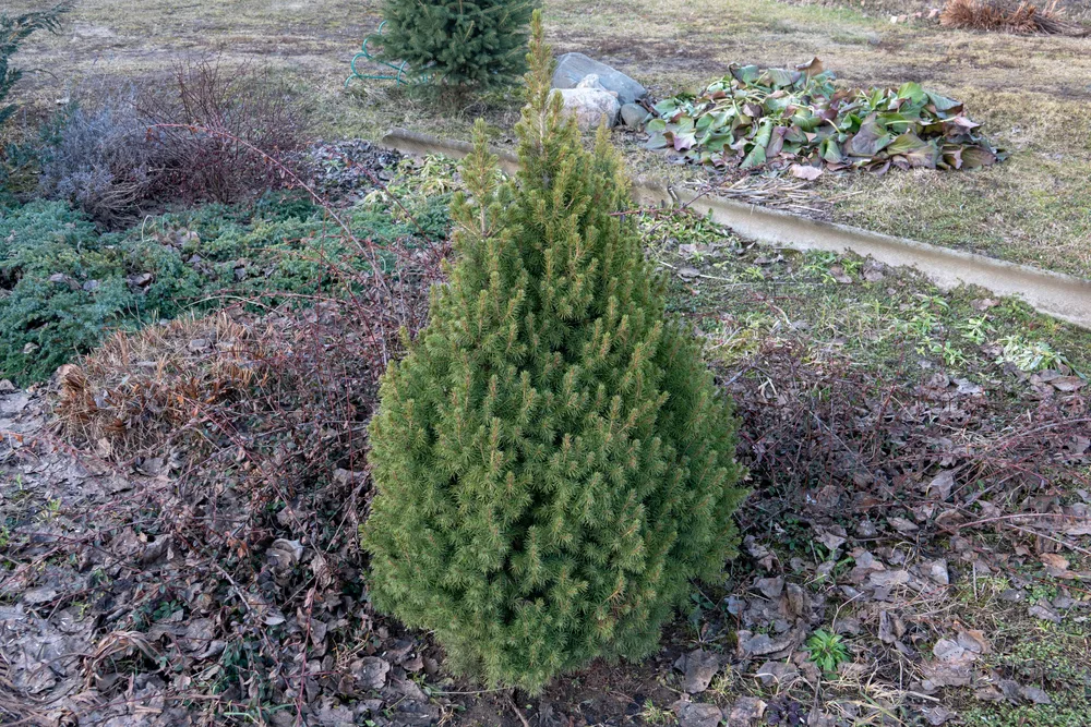 A small white spruce.