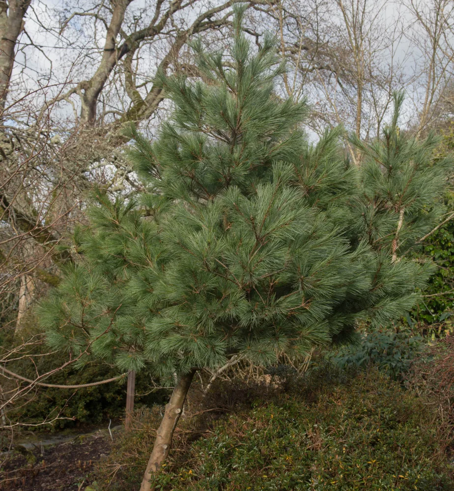 An eastern white pine.