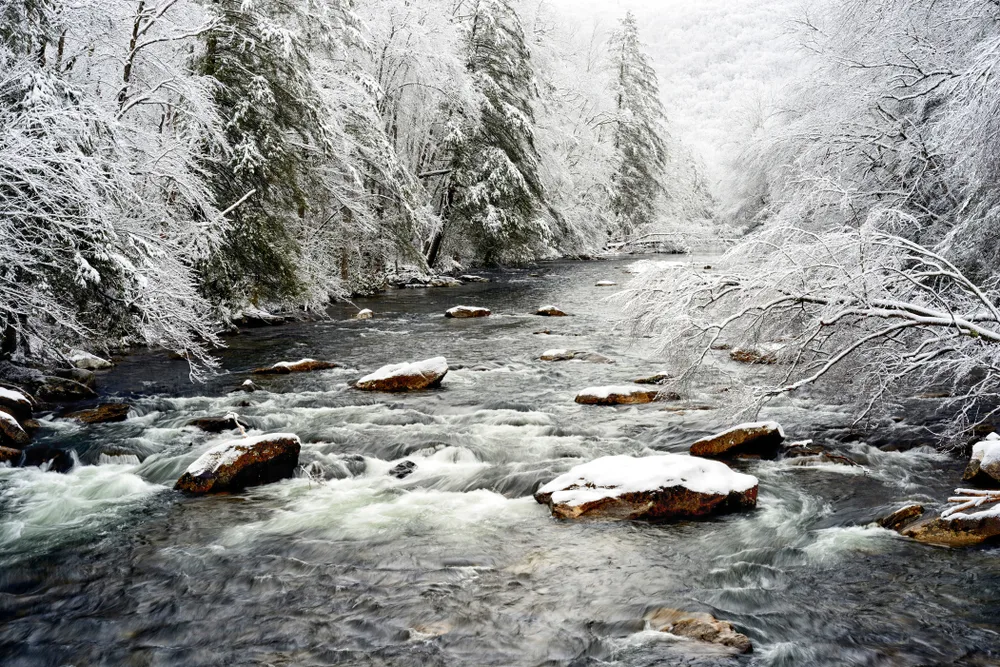 A photo of a rushing stream and snow-covered trees taken in Monongahela National Forest. 