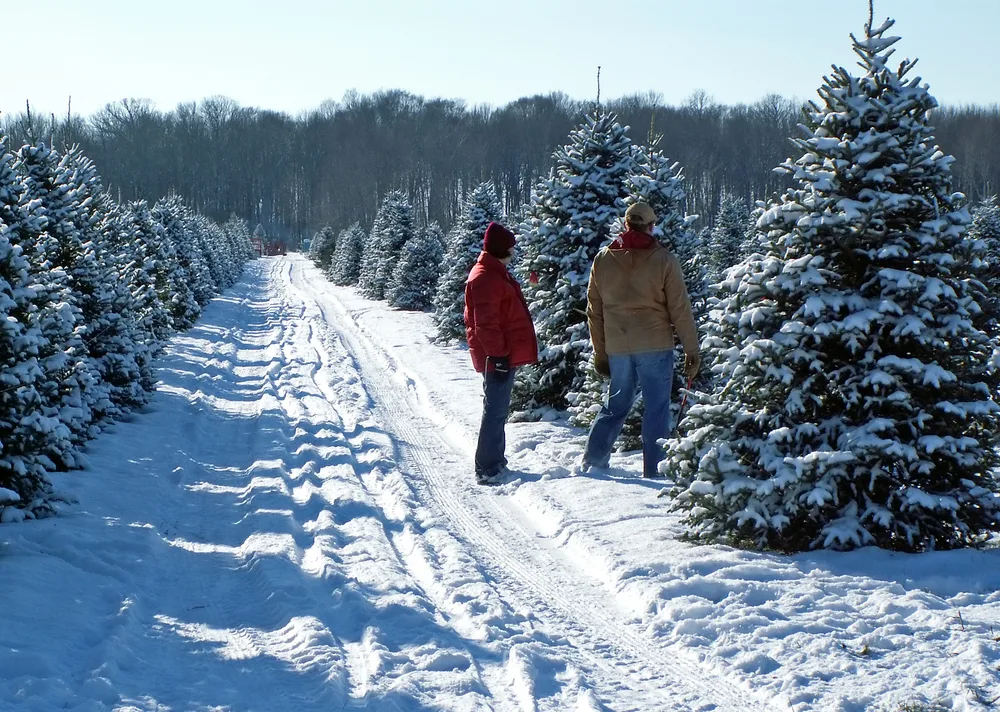 Two people look at a snowy Christmas tree in a field of real Christmas trees.