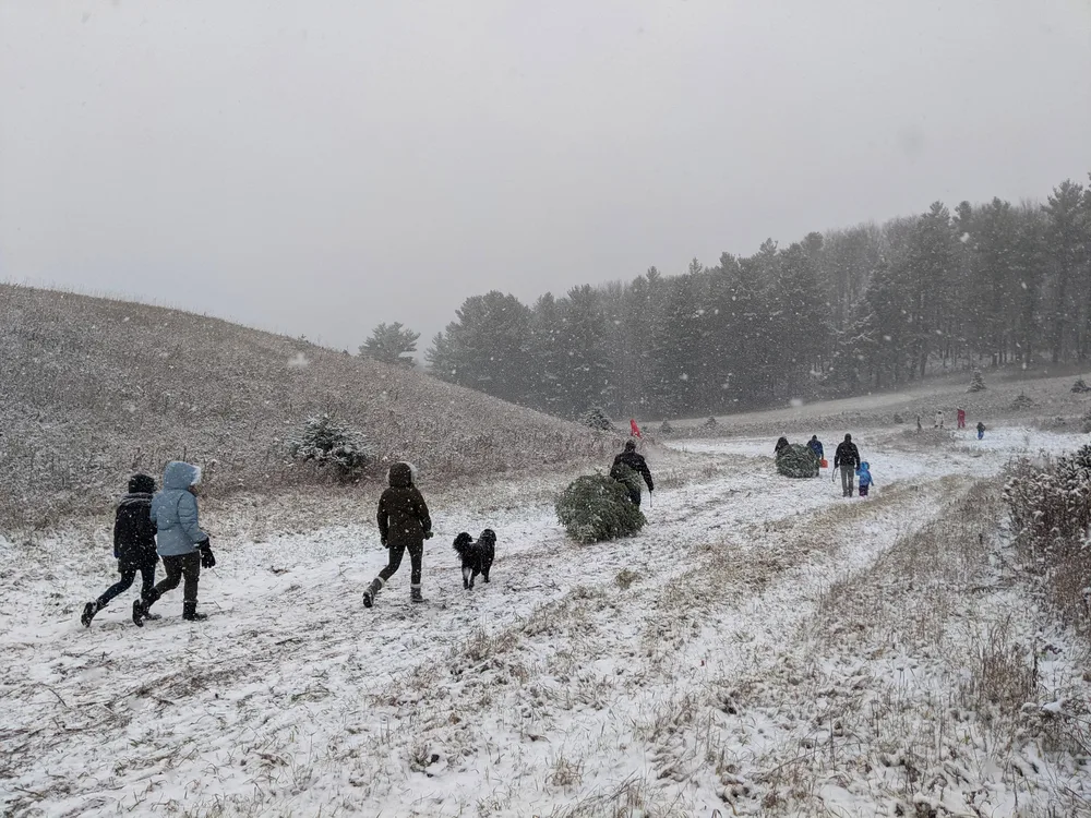 People walking in a snowy field, some dragging freshly cut Christmas trees behind them. 