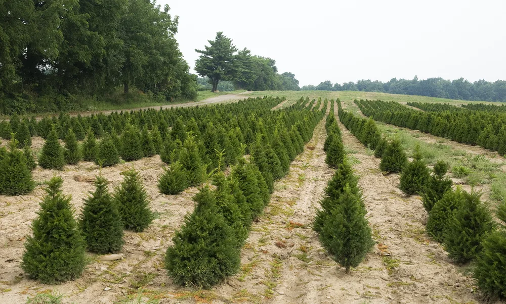 A field with rows of growing Christmas trees.