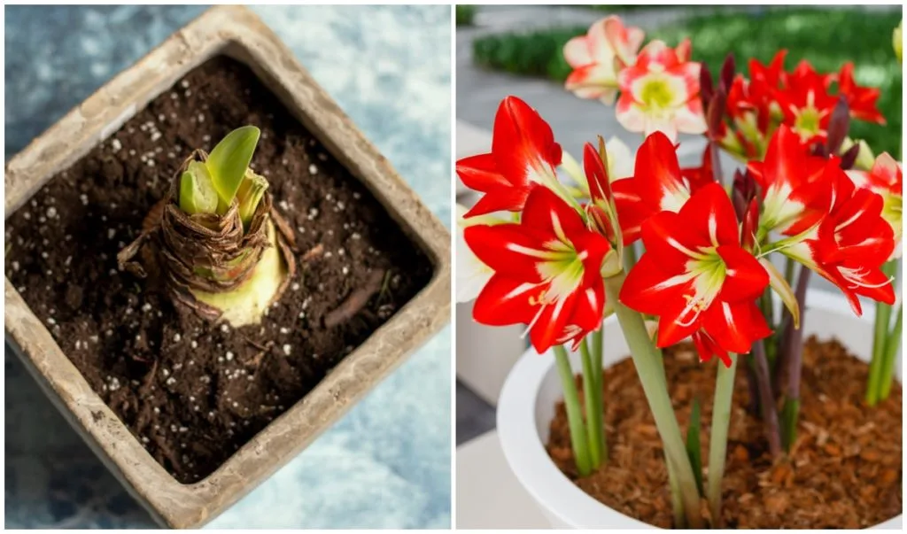 How to Save Amaryllis Bulb Bloom Again Next Year