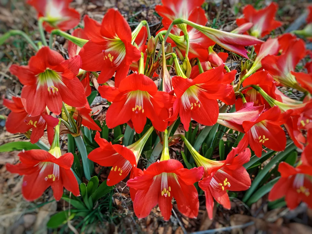 A group of blooming red amaryllis growing outside.