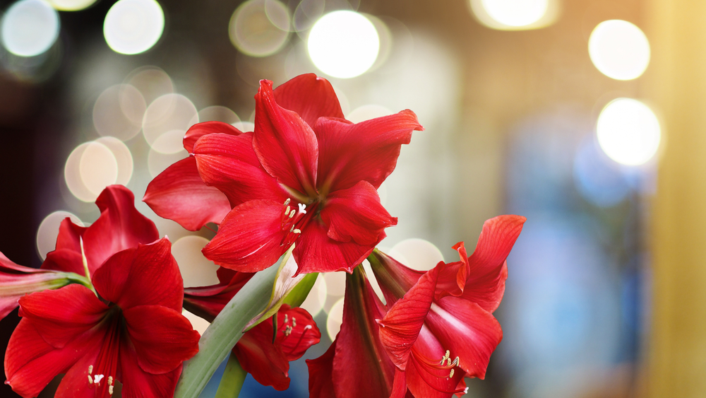 Bright, red amaryllis in bloom for Christmas.