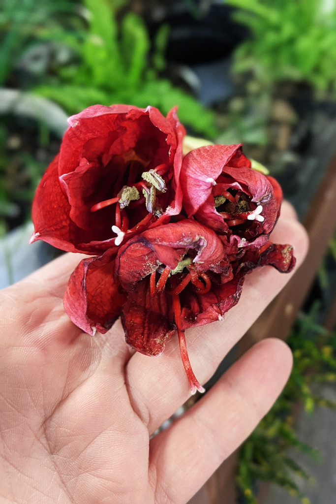 A hand holds up the wilted bloom of a red amaryllis.
