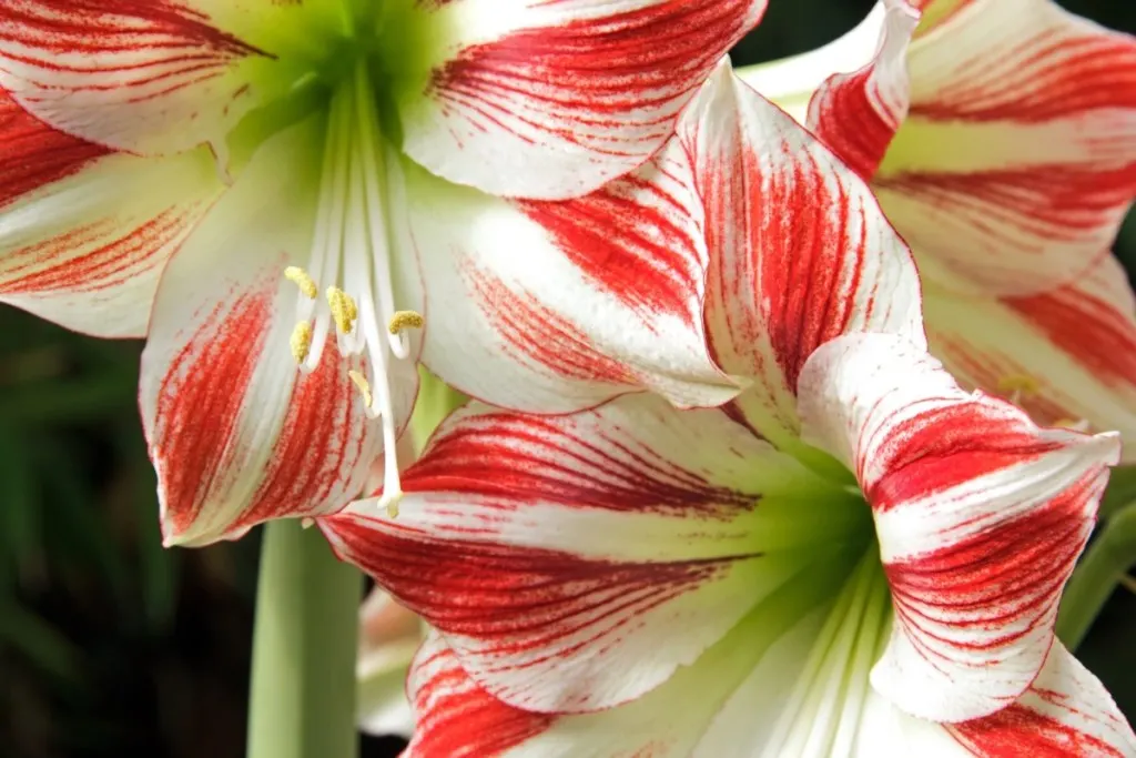 Close up of red and white striped amaryllis blooms.