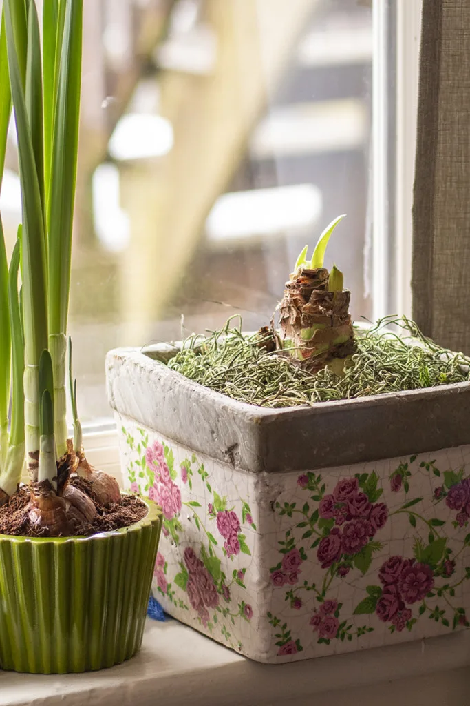 A small pot of paperwhites and a larger pot with an amaryllis bulb set on a sunny windowsill.