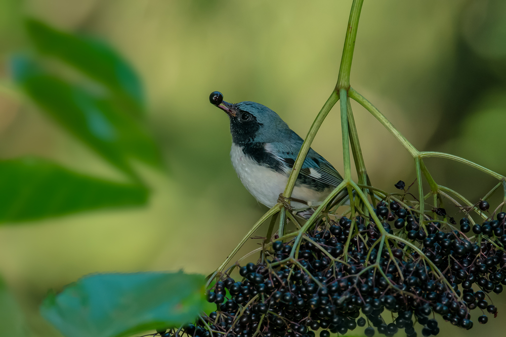 A black-throated blue warbler grasps an elderberry in its beak as it perches on a bunch of elderberries. 