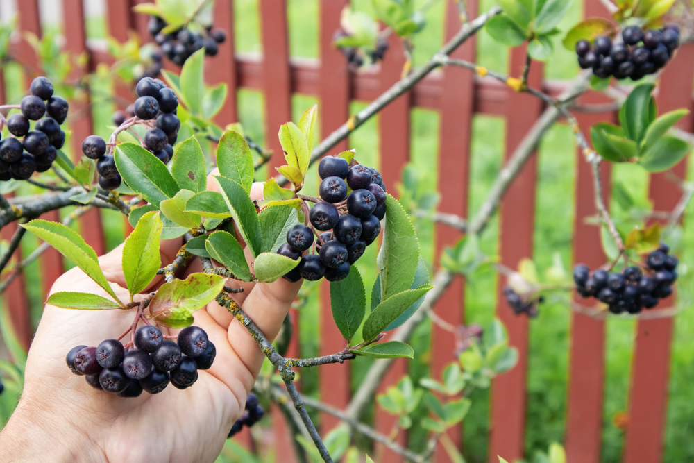 A man's hand holds up a branch on a black chokeberry tree. The tree is covered in bunches of dark, purple berries. There is a brown fence in the background.