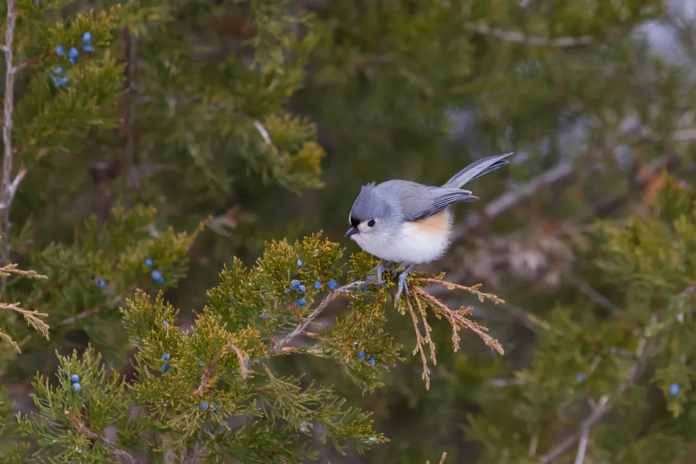 A tufted titmouse sits in an eastern red cedar tree.