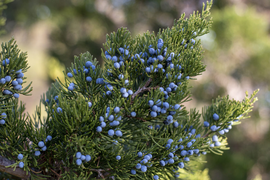 An eastern red cedar tree is covered in bright blue juniper berries.