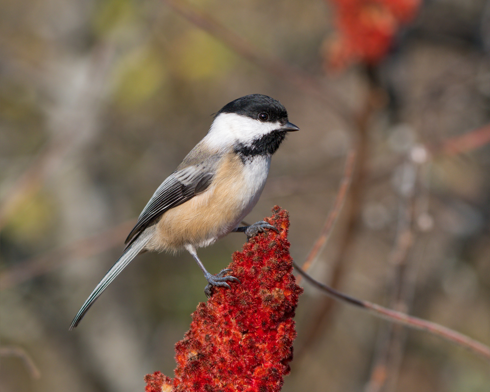 A black-capped chickadee sits atop a spike of staghorn sumac.