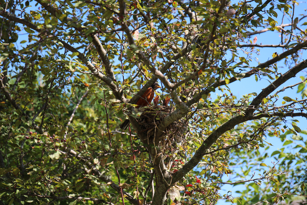 An American robin sitting on a nest with two baby robins in a crabapple tree.