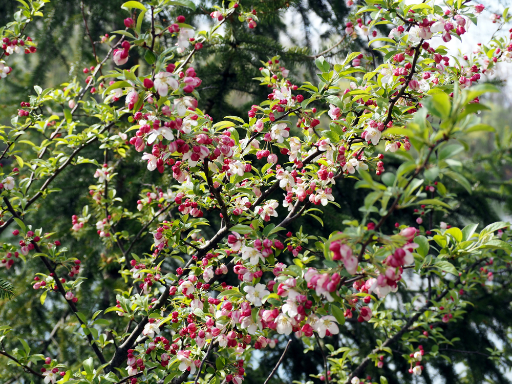 A crabapple is in bloom with pink flowers in the spring.