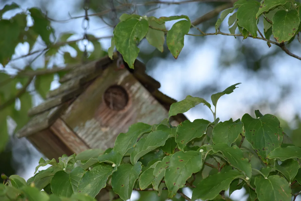 A dogwood tree with a birdhouse in it. 