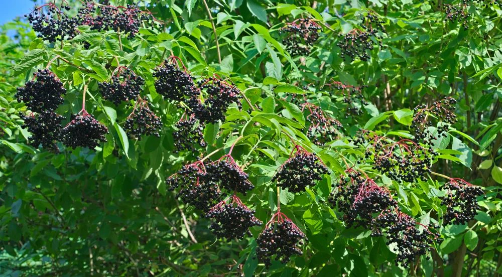 A large elder bush is covered in bunches of dark, purple elderberries.